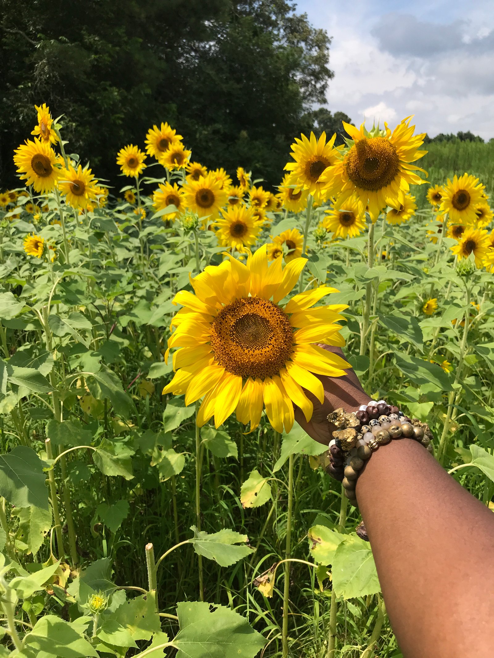 Black girl wrists by wilkes Sunflower photo shoot at Anderson's SunflowerFarm