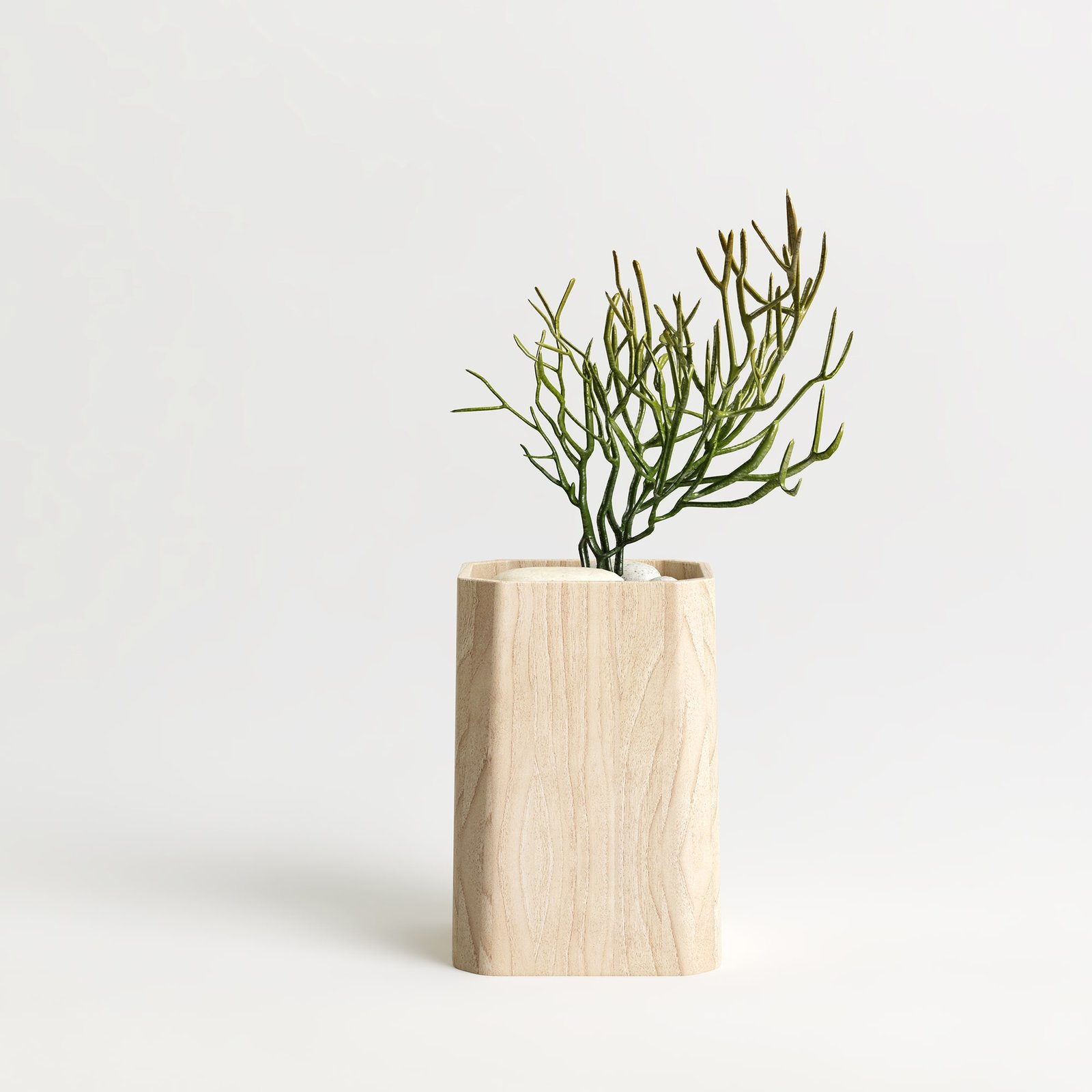 Ponytail Plant with Pot