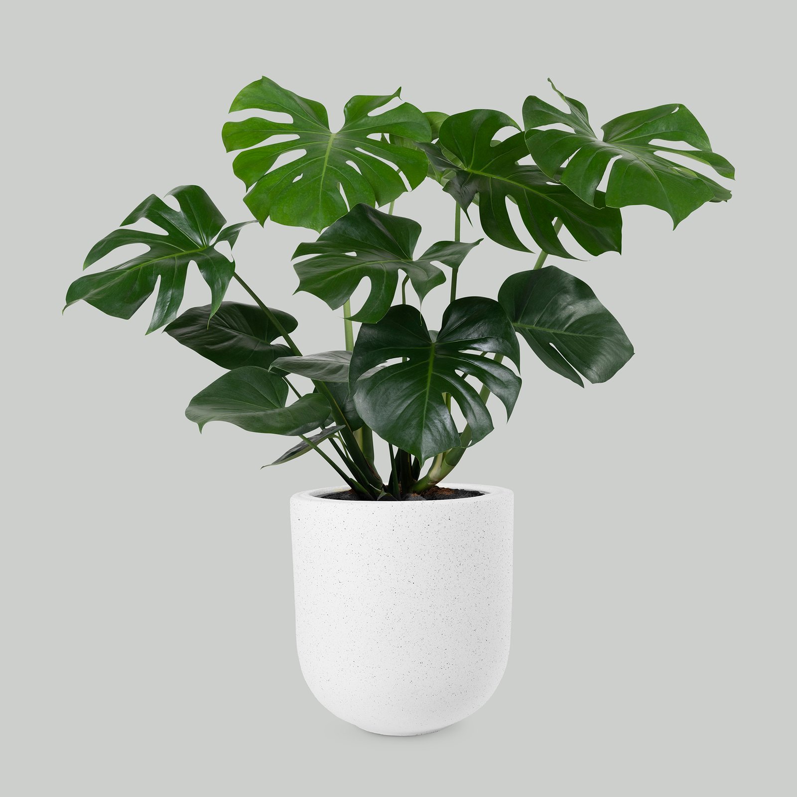 Indoor Plants with Pot